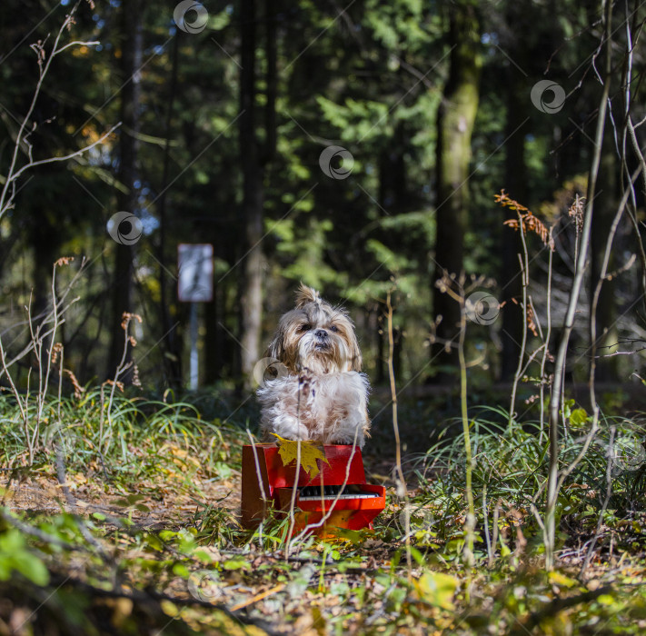 Скачать собака ши тцу с красным пианино фотосток Ozero