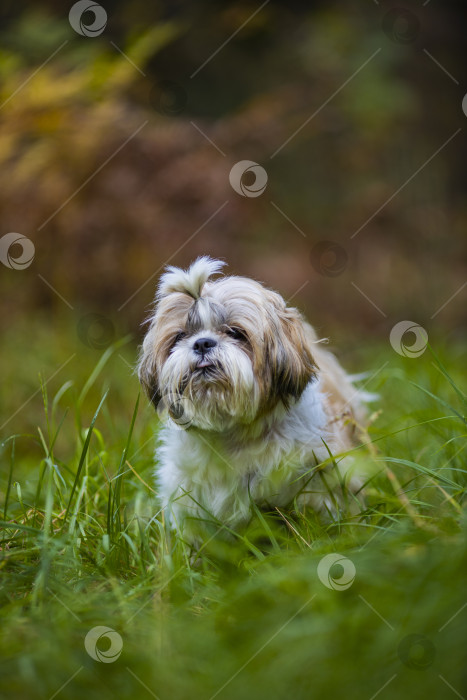 Скачать собака ши тцу в траве фотосток Ozero