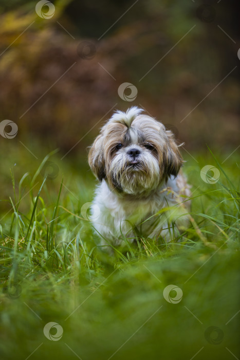 Скачать собака ши-тцу в траве фотосток Ozero