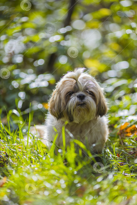 Скачать собака ши тцу в траве фотосток Ozero