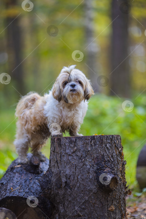 Скачать собака ши тцу на спиленном дереве фотосток Ozero