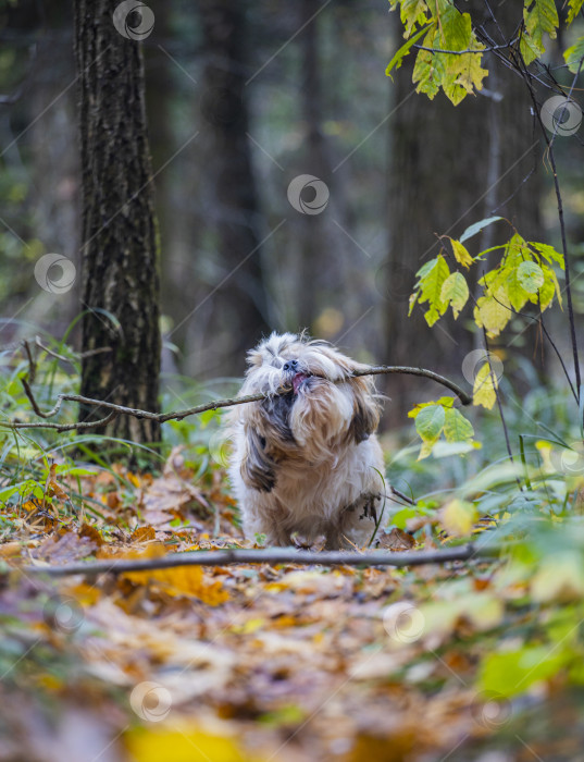 Скачать собака ши тцу с палкой в зубах фотосток Ozero