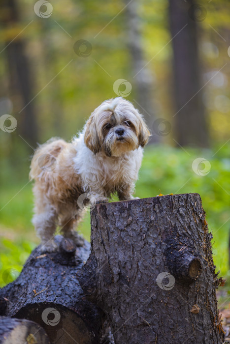 Скачать собака ши тцу на спиленном дереве фотосток Ozero