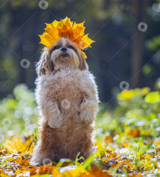 Скачать собака ши-тцу с листьями на голове фотосток Ozero
