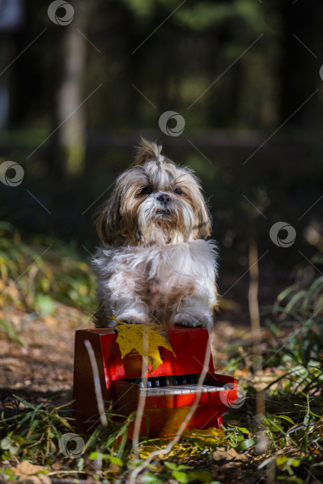 Скачать собака ши-тцу с красным роялем фотосток Ozero