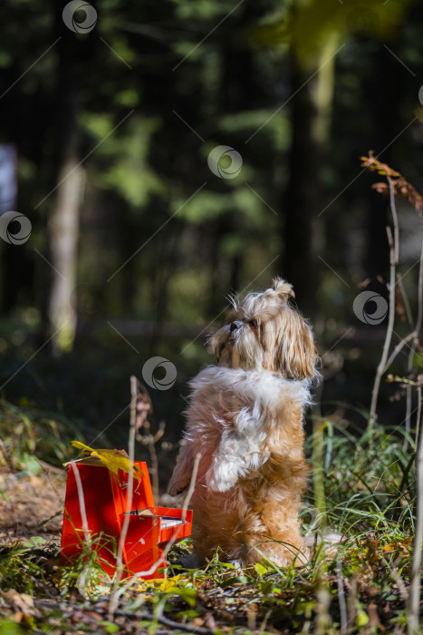 Скачать собака ши тцу с пианино фотосток Ozero