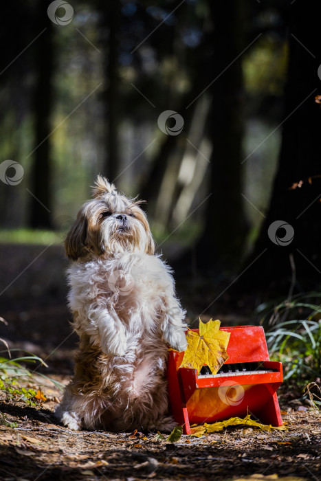 Скачать собака ши-тцу с красным роялем фотосток Ozero