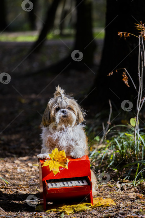 Скачать собака ши тцу с красным пианино фотосток Ozero