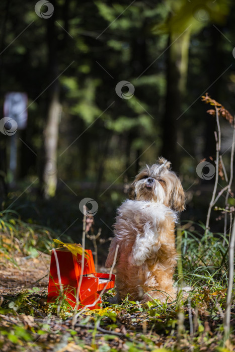 Скачать собака ши тцу с красным пианино фотосток Ozero