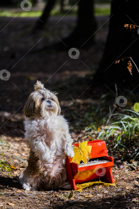 Скачать собака ши тцу с красным пианино фотосток Ozero