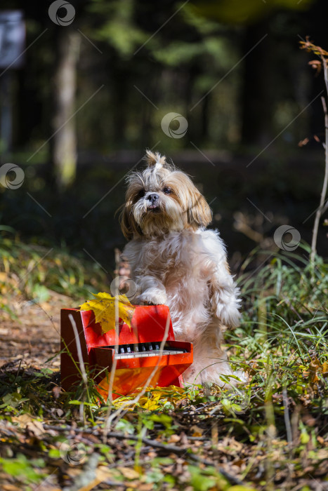 Скачать собака ши тцу с пианино фотосток Ozero