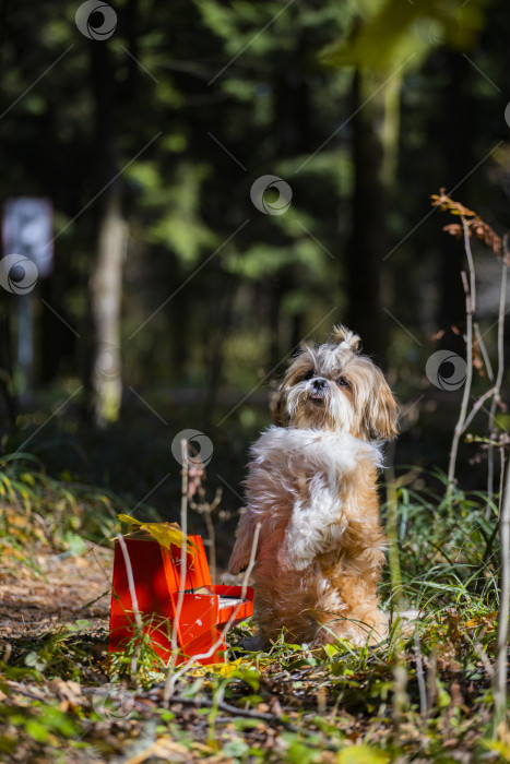 Скачать собака ши-тцу с красным роялем фотосток Ozero