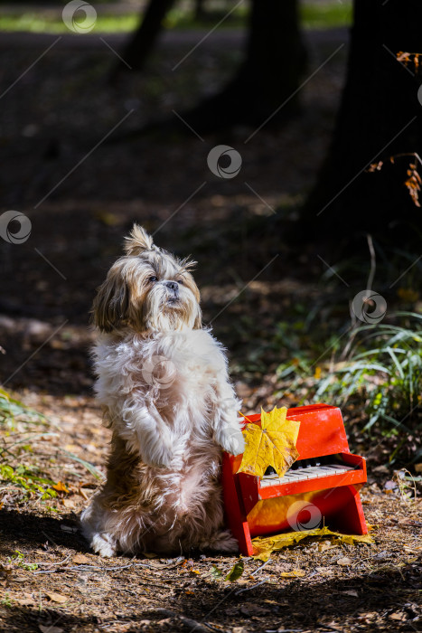 Скачать собака ши тцу с пианино фотосток Ozero
