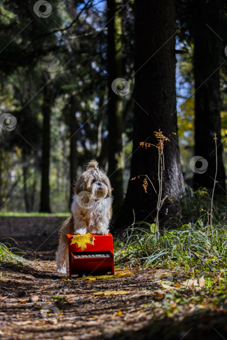 Скачать собака ши-тцу с пианино фотосток Ozero