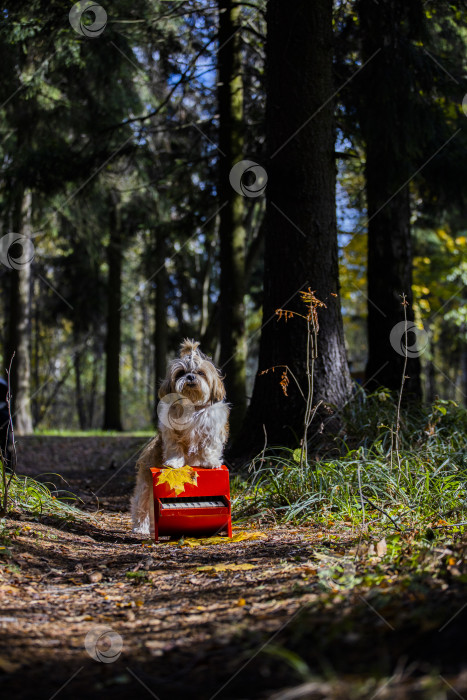 Скачать собака ши тцу с пианино фотосток Ozero