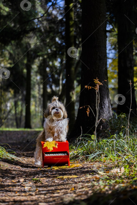 Скачать собака ши тцу с красным пианино фотосток Ozero