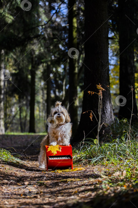 Скачать собака ши тцу пианино фотосток Ozero
