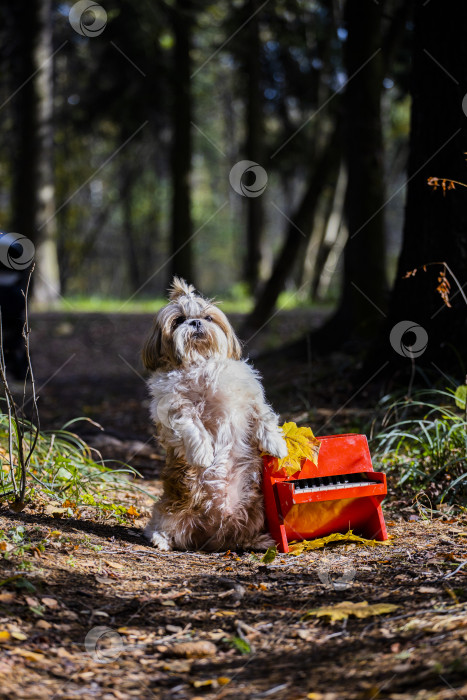 Скачать собака ши тцу с красным пианино фотосток Ozero