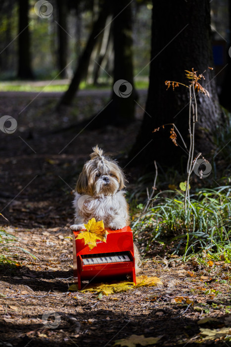 Скачать собака ши тцу с красным пианино фотосток Ozero