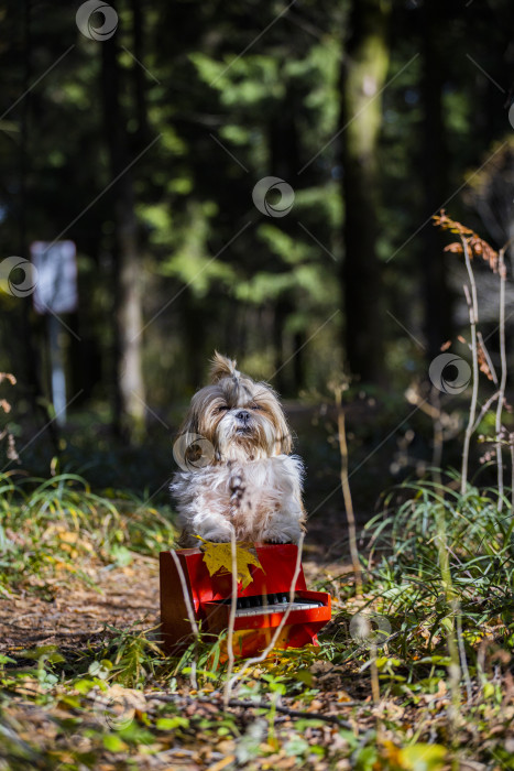 Скачать собака ши тцу с красным пианино фотосток Ozero