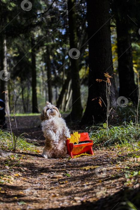 Скачать собака ши тцу с красным пианино фотосток Ozero