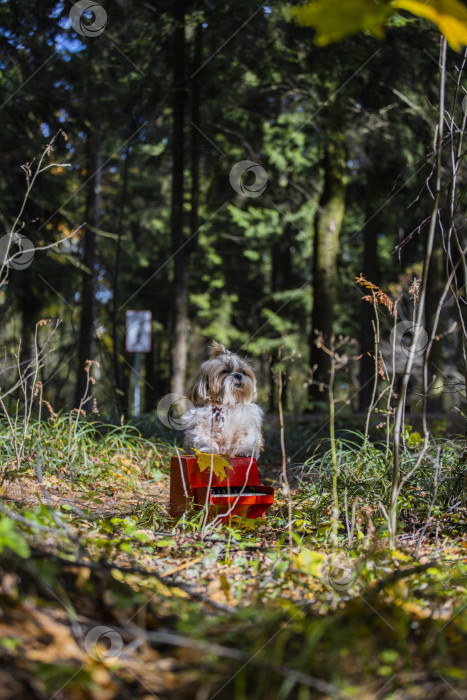 Скачать собака ши-тцу с красным роялем фотосток Ozero