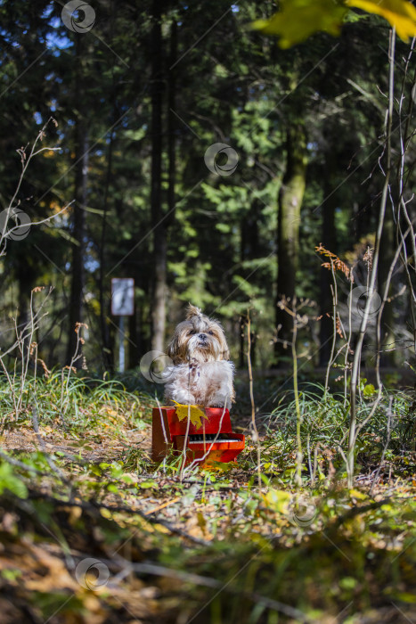 Скачать собака ши тцу с пианино фотосток Ozero