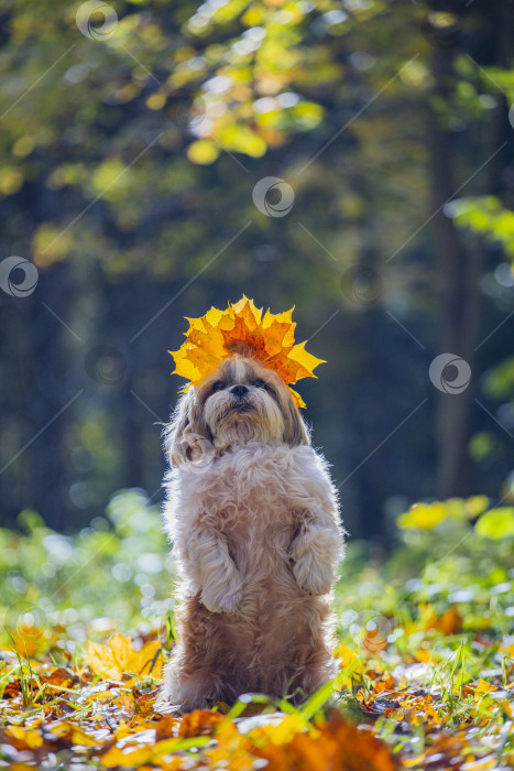 Скачать собака ши тцу с листьями на голове фотосток Ozero