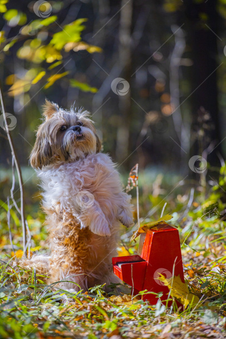 Скачать собака ши тцу с пианино фотосток Ozero