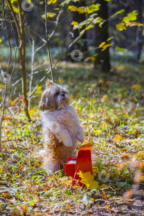 Скачать собака ши тцу с красным пианино фотосток Ozero