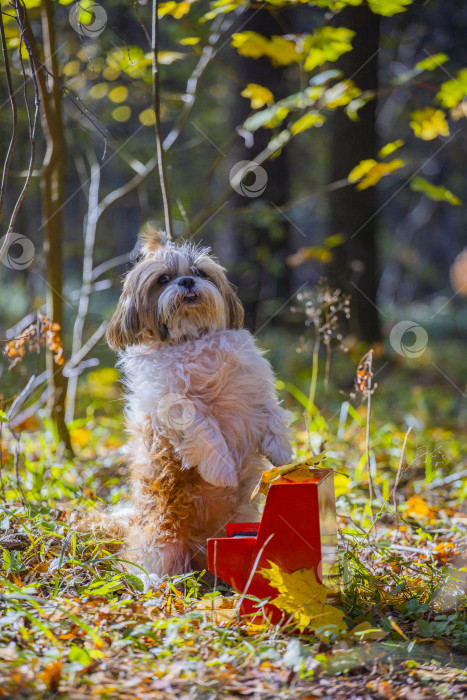 Скачать собака ши тцу с красным пианино фотосток Ozero