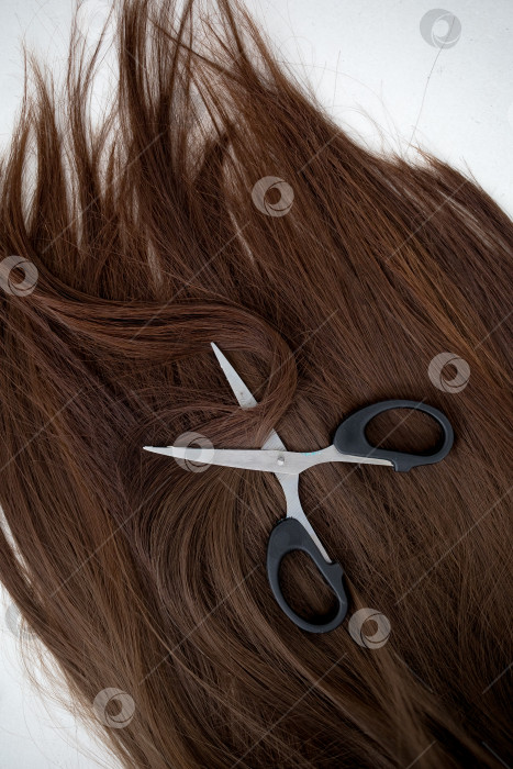 Скачать Парикмахерские ножницы и прядь каштановых волос на белом фоне фотосток Ozero