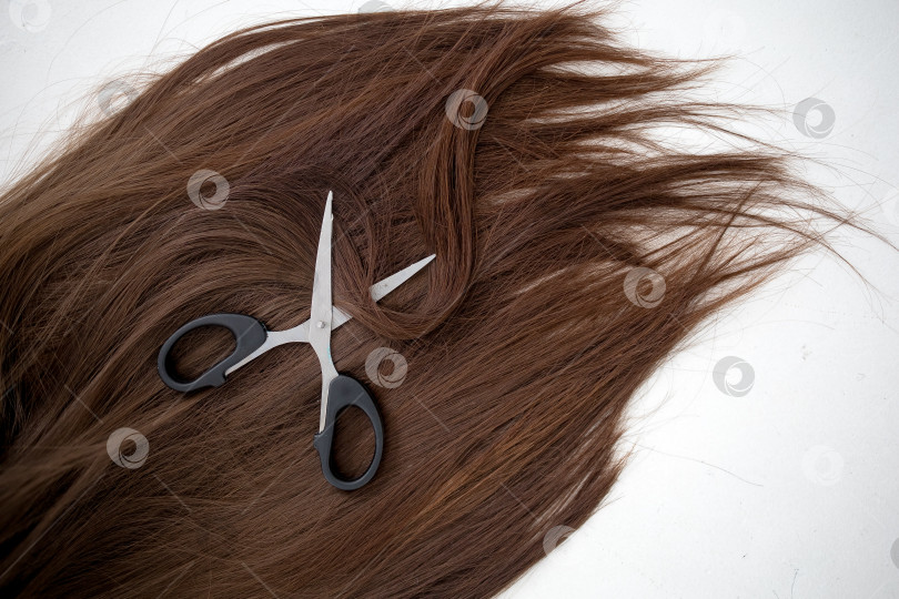 Скачать Парикмахерские ножницы и прядь каштановых волос на белом фоне фотосток Ozero