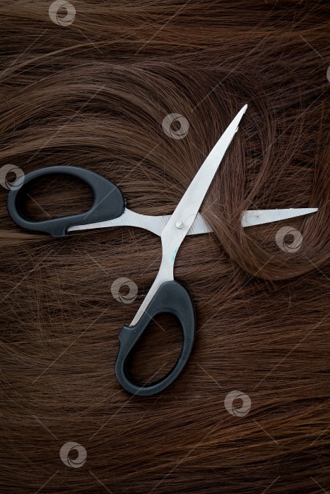 Скачать Парикмахерские ножницы и прядь каштановых волос на белом фоне фотосток Ozero