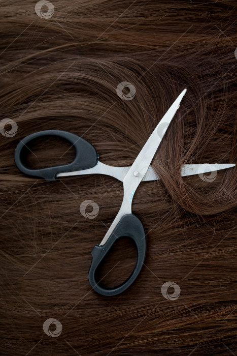 Скачать Парикмахерские ножницы и прядь каштановых волос на белом фоне фотосток Ozero