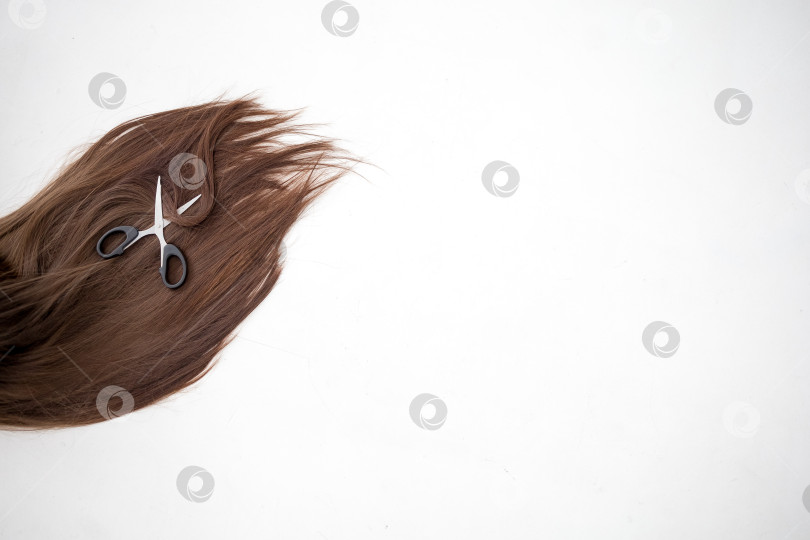 Скачать Парикмахерские ножницы и прядь каштановых волос на белом фоне фотосток Ozero