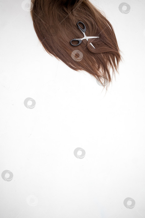 Скачать Парикмахерские ножницы и прядь каштановых волос на белом фоне фотосток Ozero