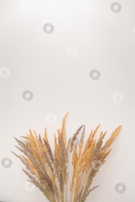 Скачать Букет из сухоцветов на белом фоне фотосток Ozero