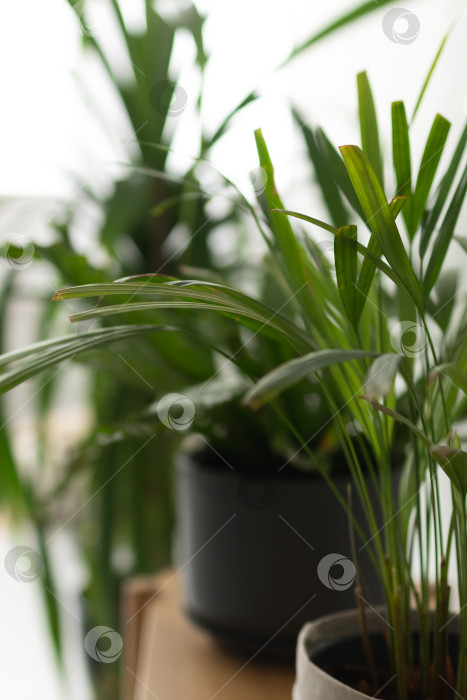 Скачать Крупный план различных красивых зеленых комнатных растений в горшках на белом фоне фотосток Ozero