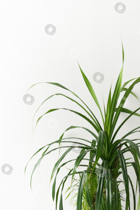 Скачать Растение в горшке на белом фоне фотосток Ozero