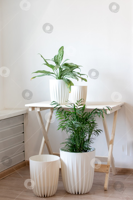 Скачать Растение сансевиерия в белом горшке славится солнечным светом фотосток Ozero