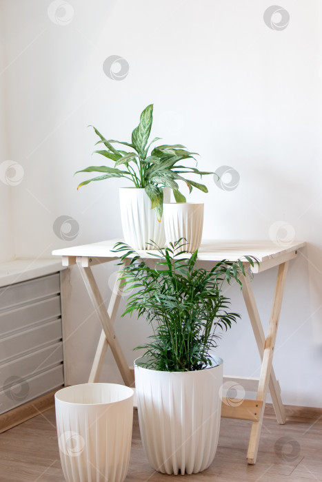 Скачать Растение сансевиерия в белом горшке славится солнечным светом фотосток Ozero