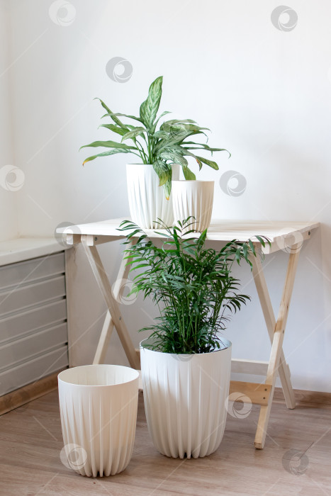 Скачать Растение сансевиерия в белом горшке славится солнечным светом фотосток Ozero