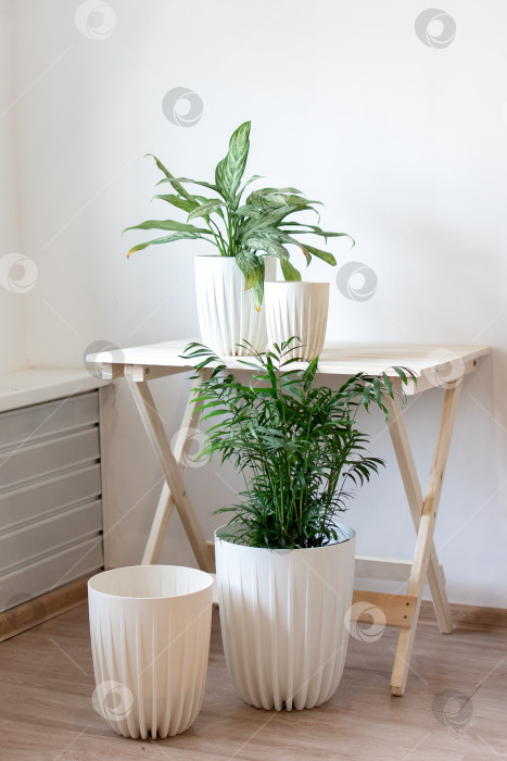 Скачать Растение сансевиерия в белом горшке славится солнечным светом фотосток Ozero