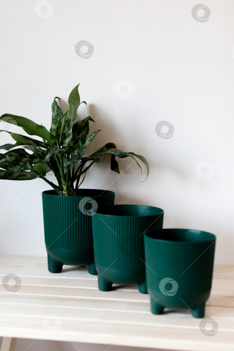 Скачать Темно-зеленые цветочные горшки на столе на белом фоне фотосток Ozero