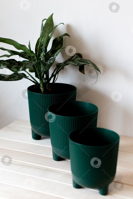 Скачать Темно-зеленые цветочные горшки на столе на белом фоне фотосток Ozero