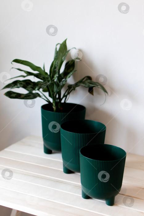 Скачать Темно-зеленые цветочные горшки на столе на белом фоне фотосток Ozero