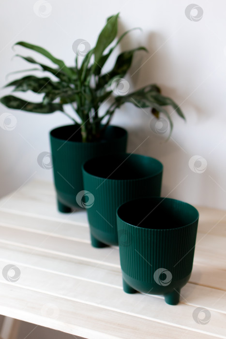 Скачать Темно-зеленые цветочные горшки на столе на белом фоне фотосток Ozero