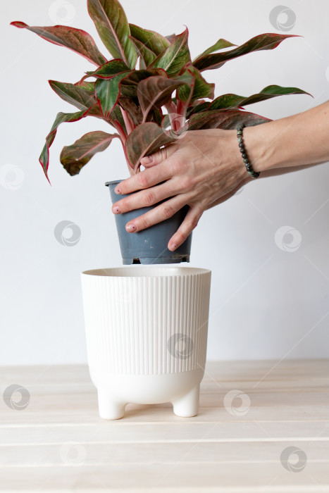 Скачать посадите растение в горшок на белом фоне. руками поместите растение в пластиковое кашпо белого цвета. фотосток Ozero