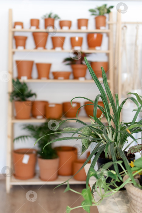 Скачать на деревянном стеллаже стоит витрина с глиняными горшками фотосток Ozero